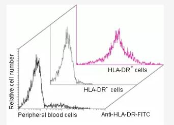 Separation of human PBMCs using Anti-HLA-DR MicroBeads and MiniMACS Separator with an MS Column. Cells are stained with Anti-HLA-DR-FITC.